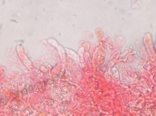 Corticiaceae da determinare... (Radulomyces molaris)